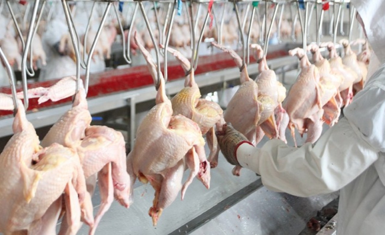 Gedik Piliç şokta: 86 işçinin korona testi pozitif çıktı!