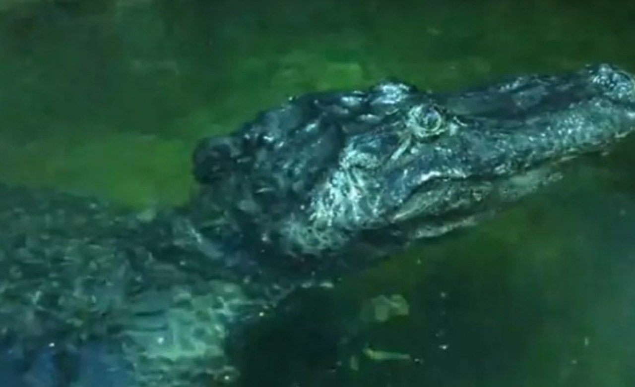 Hitler'e ait olduğu iddia edilen Satürn adlı timsah öldü