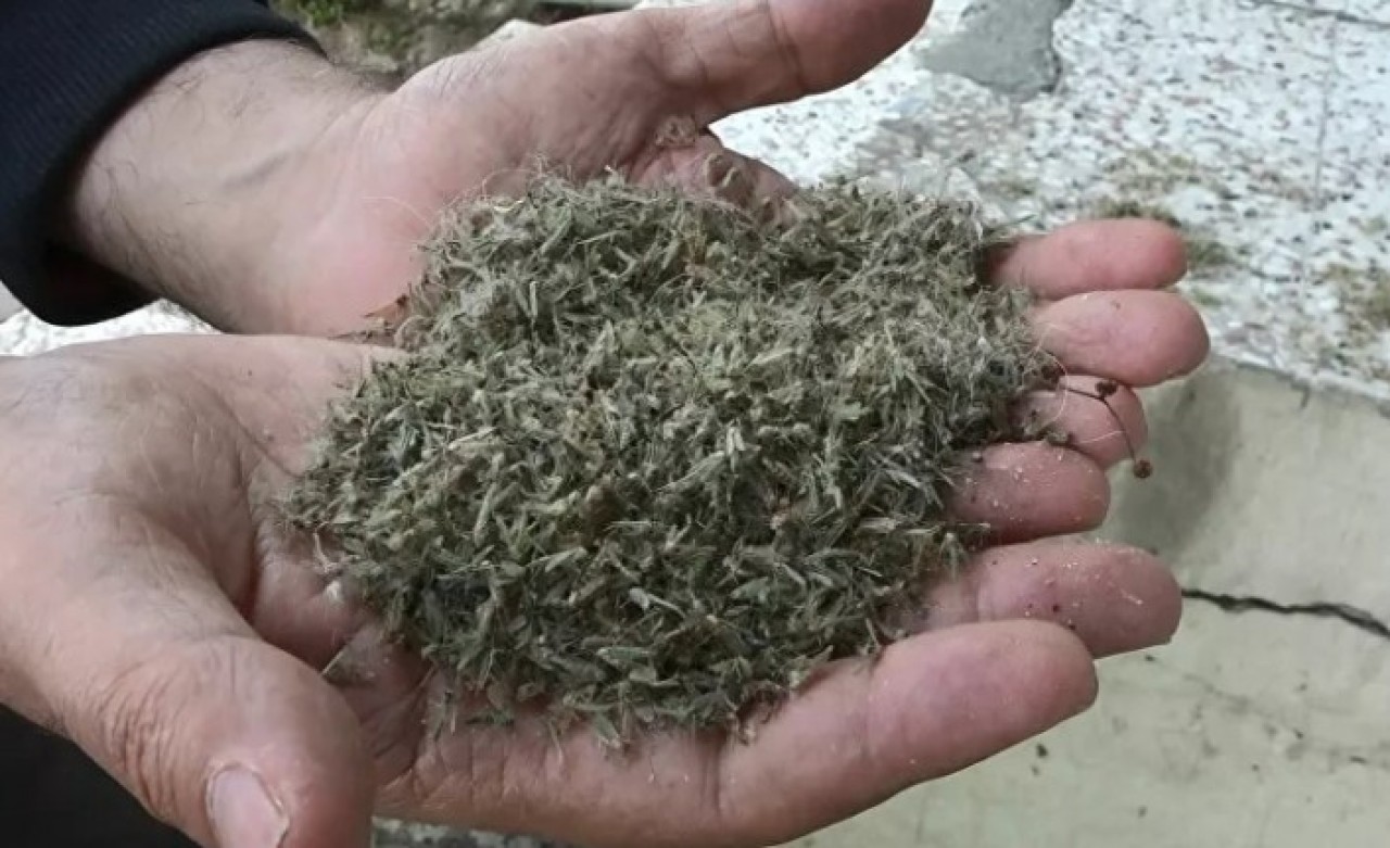 İstanbul'u kronomid bastı: 'İlaçlamalar yetersiz'