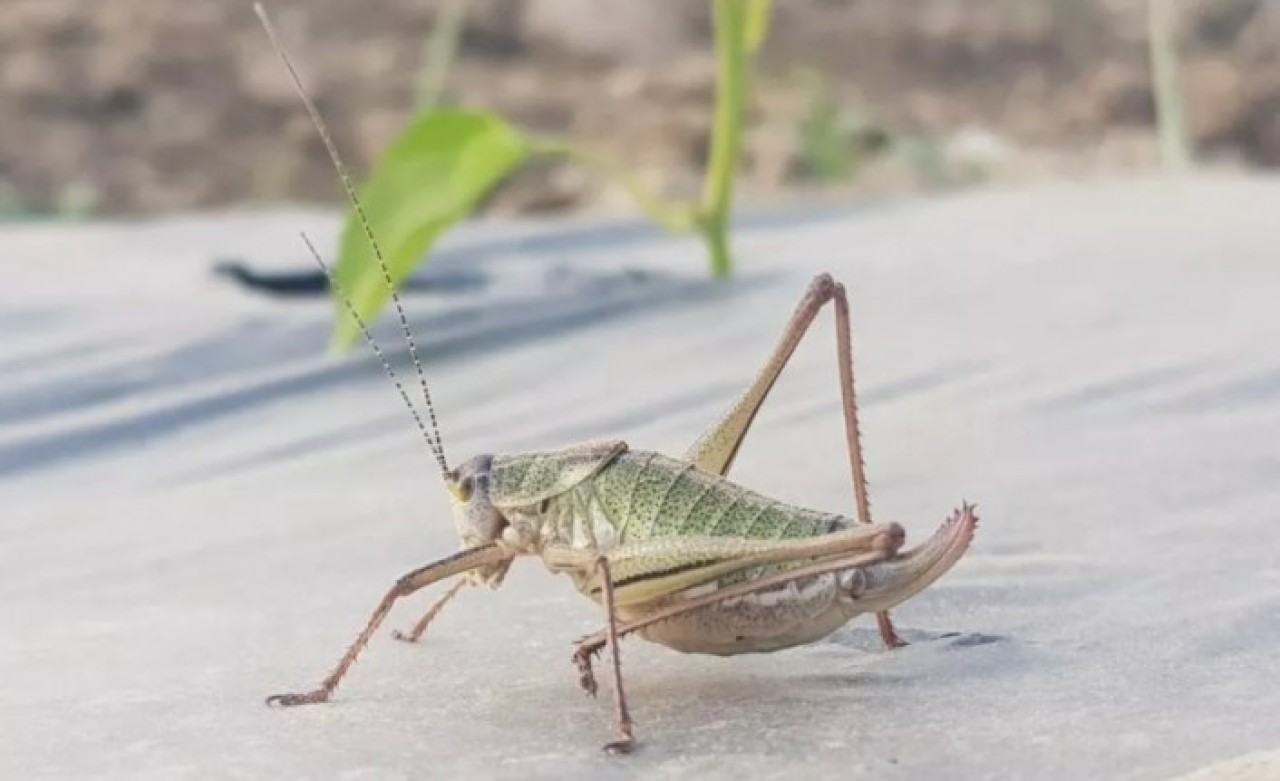 İzmir'de görülen çekirgelere ilişkin açıklama!