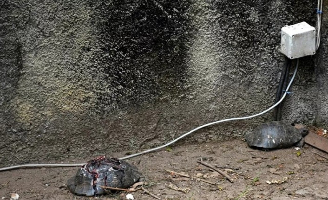 Kaplumbağa şüphelisi yakalandı: ‘Kara büyü olduğu için öldürdüm'