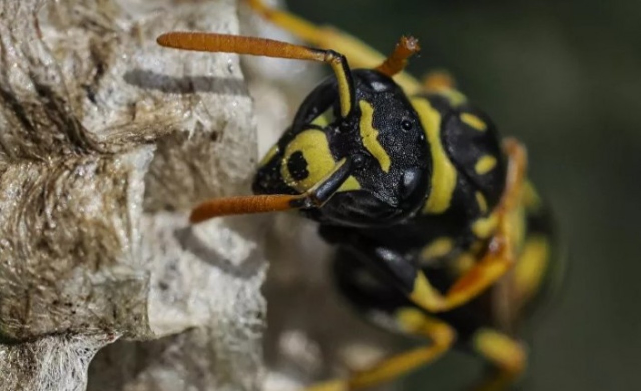 Katil arı paniği: Kargoyla gelmiş olabilir