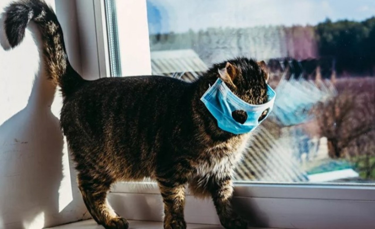Kediye yapılan koronavirüs testi pozitif çıktı