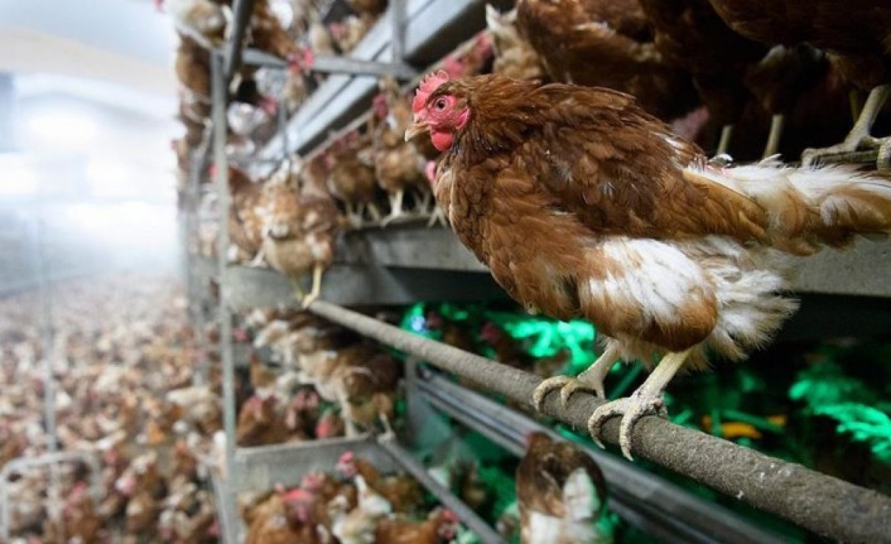 Sakarya’da ‘kuş gribi’ iddiası: 700 bin tavuk telef oldu!