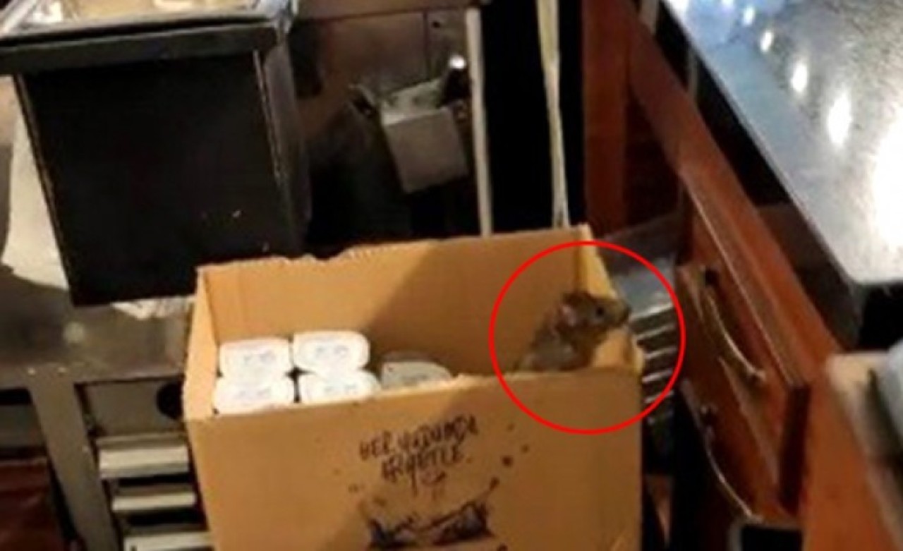 Ünlü tatlıcıda görülen fare mide bulandırdı: Sosyal medya karıştı!