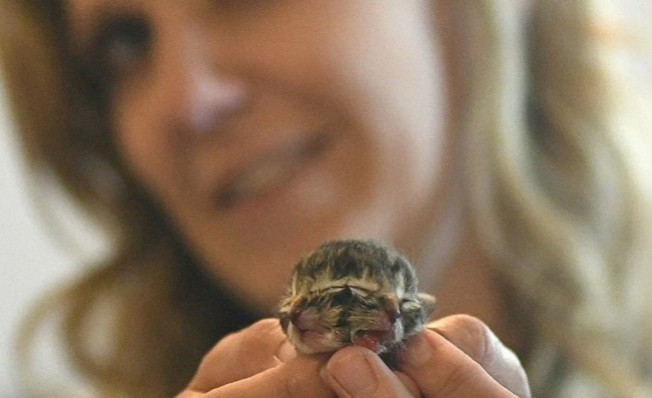 Yeni doğan çift yüzlü kedi görenleri şaşkına çevirdi