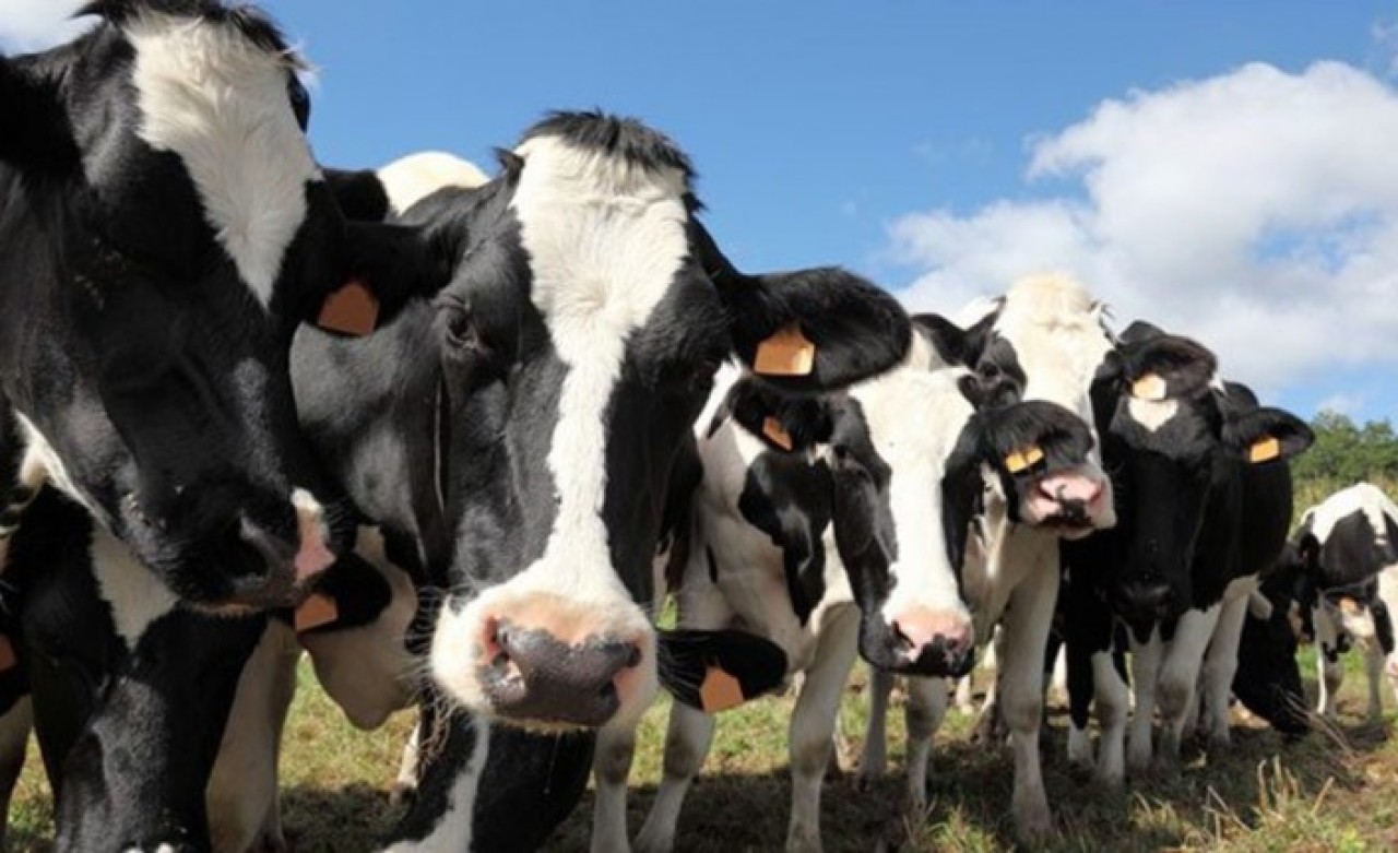 Bilim Kurulu Üyesi Prof. Levent Yamanel'den hisseli kurban uyarısı