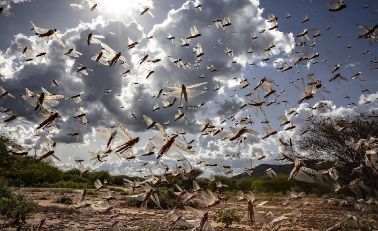 Çekirge istilası beklerken başka bela geldi: Günde onlarca kişi hastaneye başvurmaya başladı!