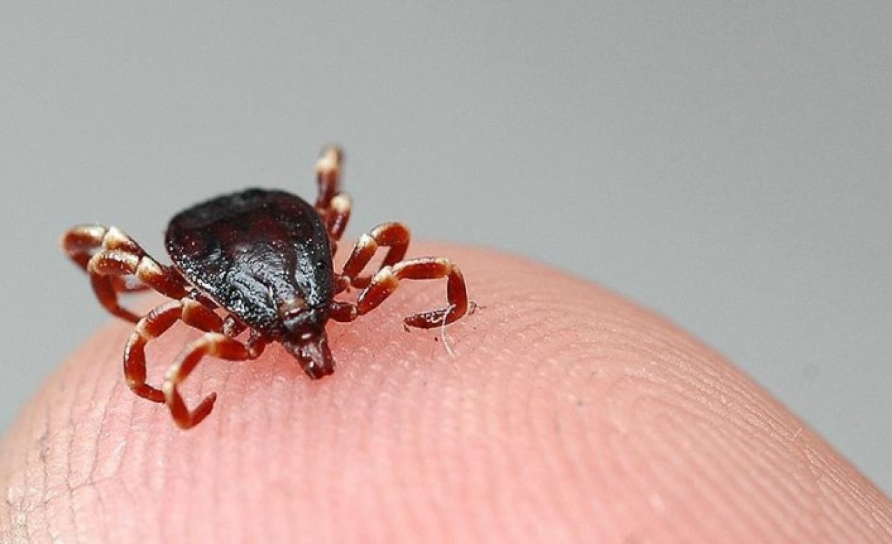 Çukurova Üniversitesi Tıp Fakültesi'nden kene ile ilgili korkutan açıklama