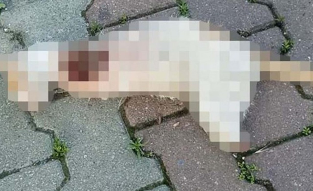 Düzce’de vahşet: Patileri kesilerek öldürülmüş bir kedi bulundu