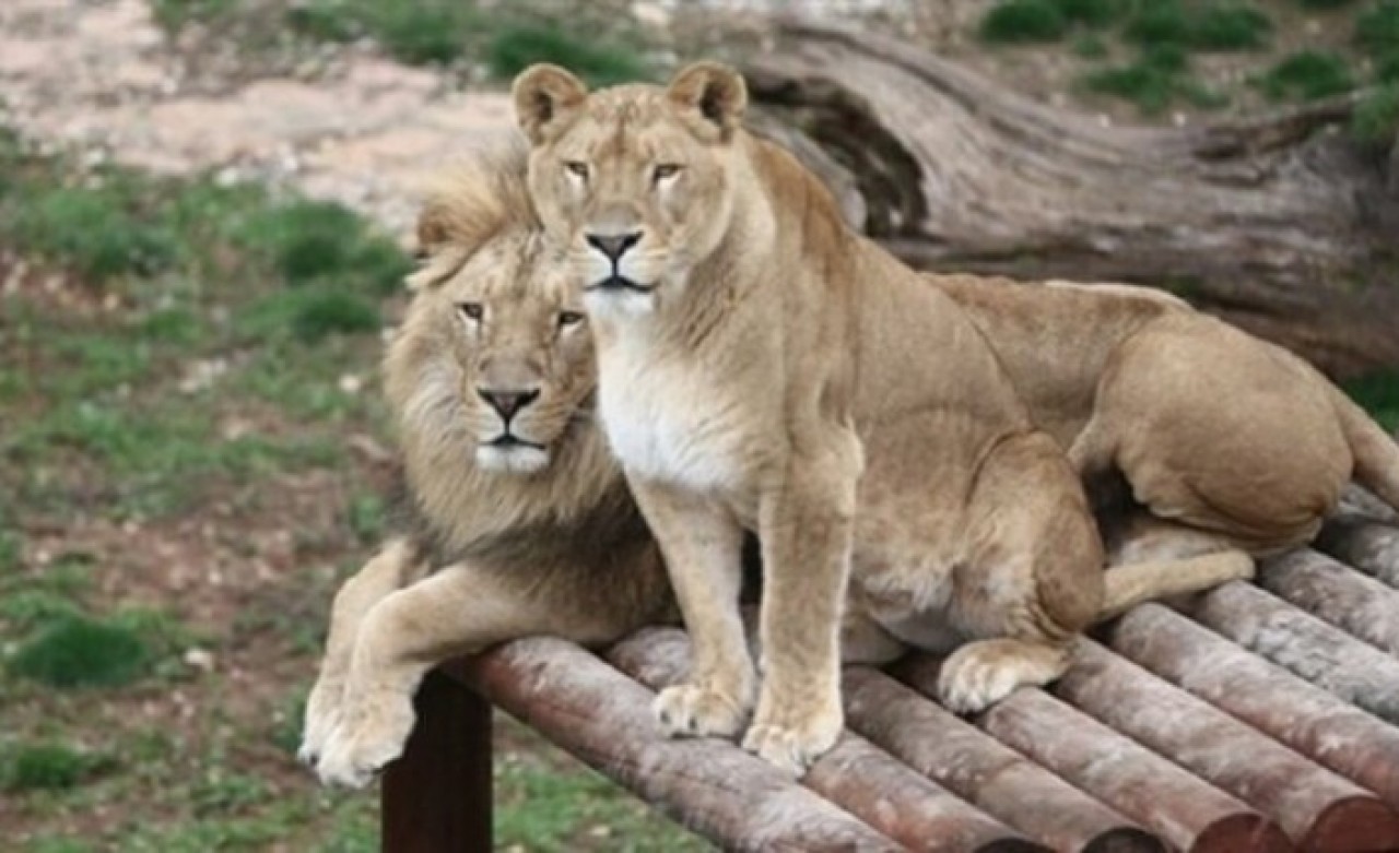 İşte Cumhurbaşkanı Erdoğan'ın aslanları: 5 yaşına girdiler