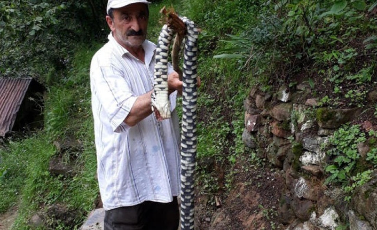 Karadeniz'de dev yılanlar neyin işaretçisi: 'Bizim köyde hiç görülmemiş bir hadise'