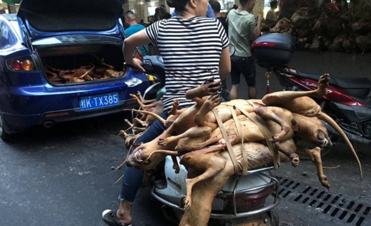 Koronavirüse sebep olan Çin yeni salgınlara davetiye çıkarıyor: Köpek eti festivali başladı