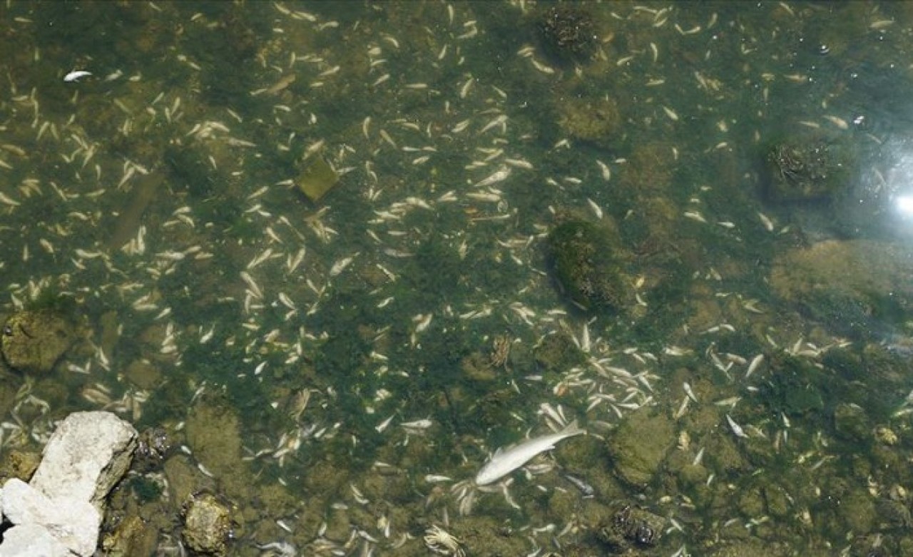 Küçükçekmece Gölü ölüyor: Korkunç bir olay bu!