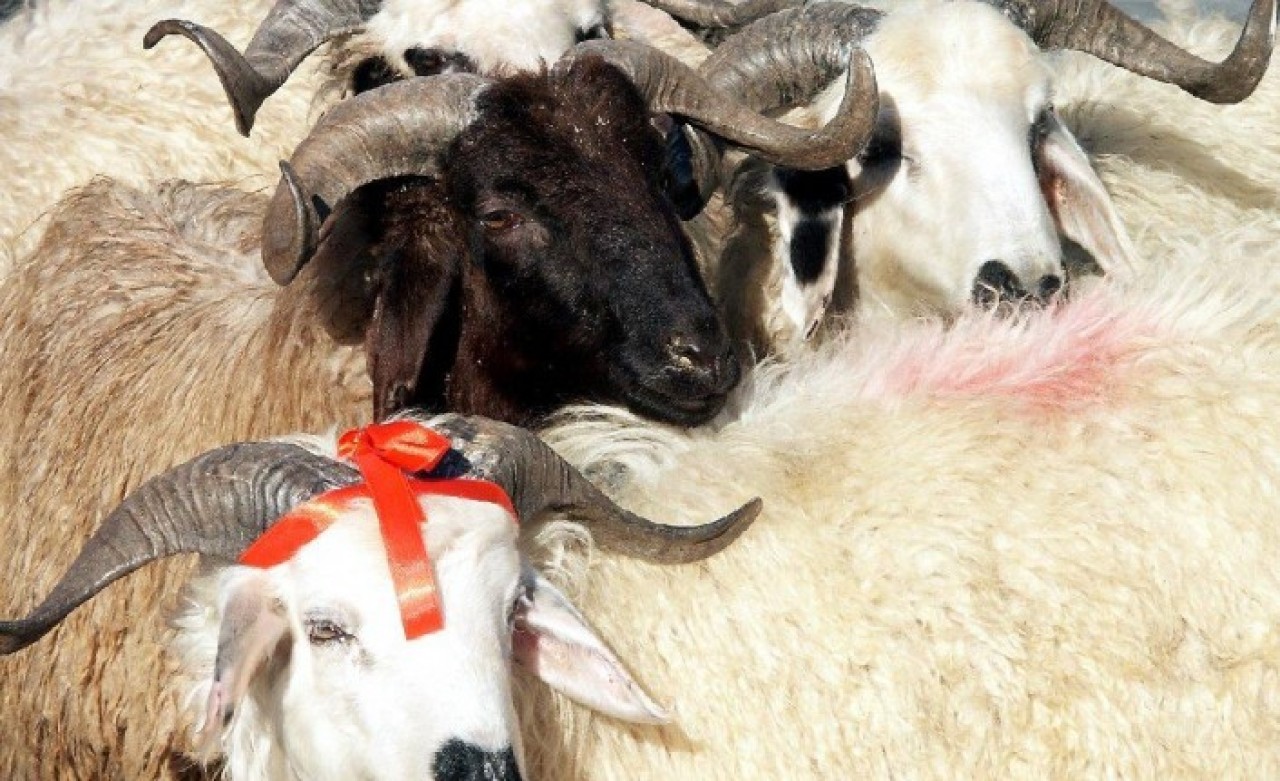 Kurban Bayramı'nda kesimler nasıl yapılacak? Resmi Gazete'de yayımlandı!