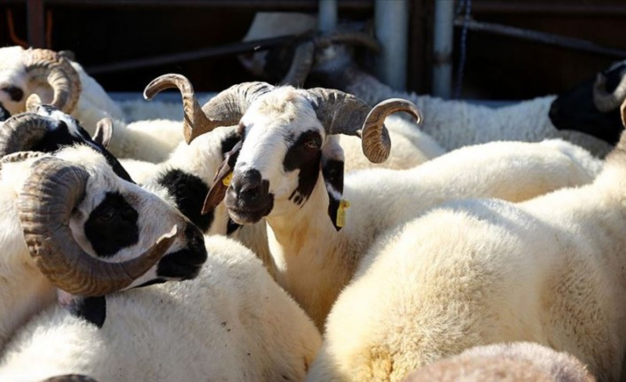 Kurban vekalet ücreti belli oldu