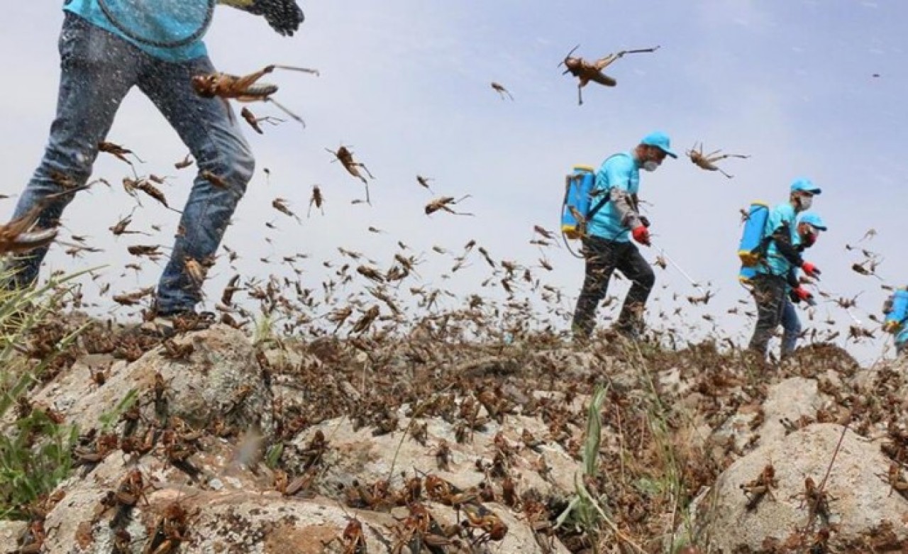 Türkiye'nin o ilinde çekirge istilası başladı: Her şeyi yiyorlar