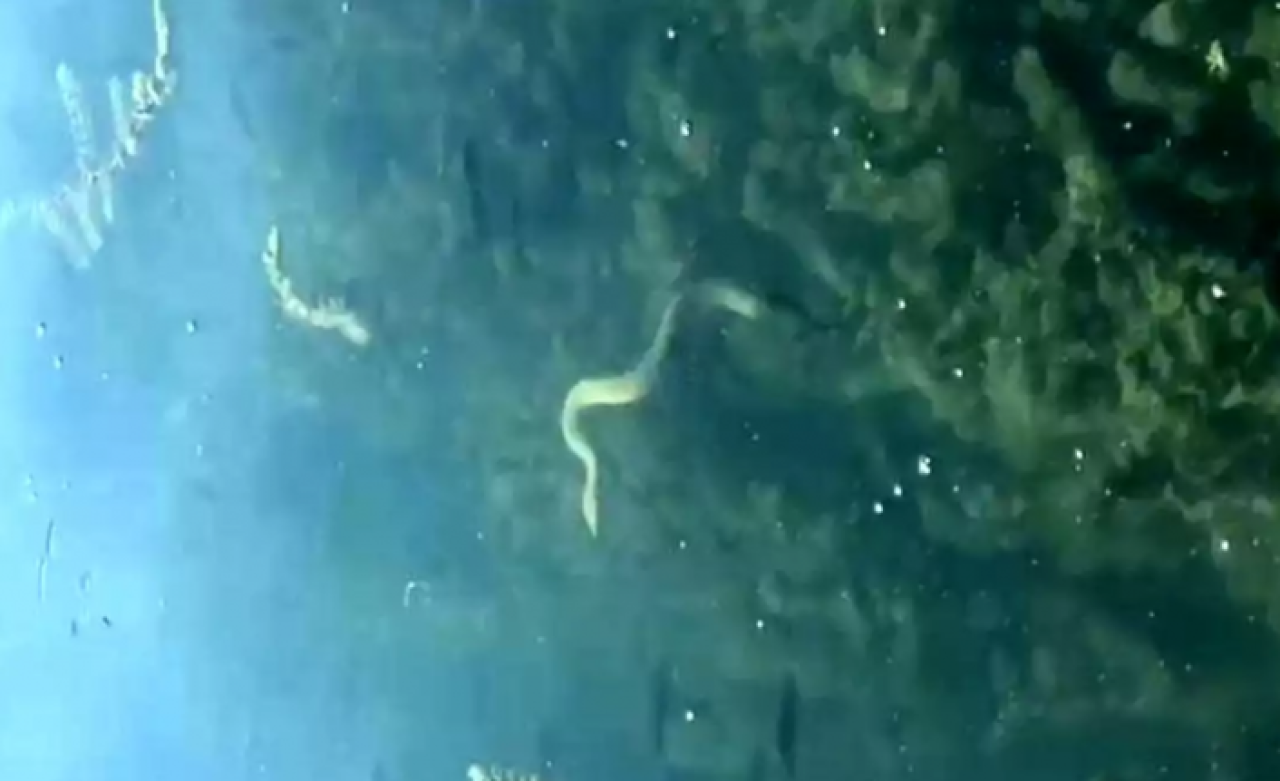 Vatandaşlar tedirgin: 99 depremi öncesi yaşanan doğa olayı tekrar yaşandı!