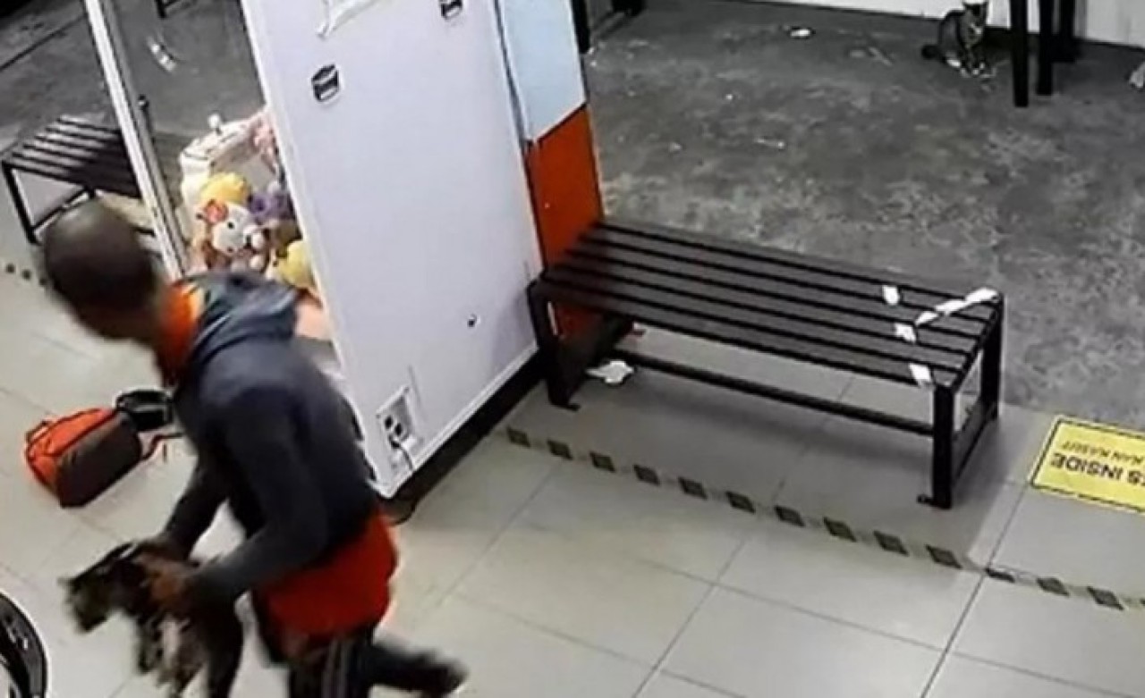 3 kediyi çamaşır makinesine atarak öldürdü