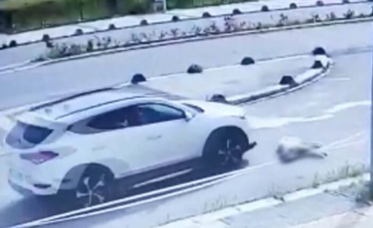 Arabasıyla köpeği ezip kaçan Doç. Dr. Birsen Ocaklı hakkında suç duyurusu!