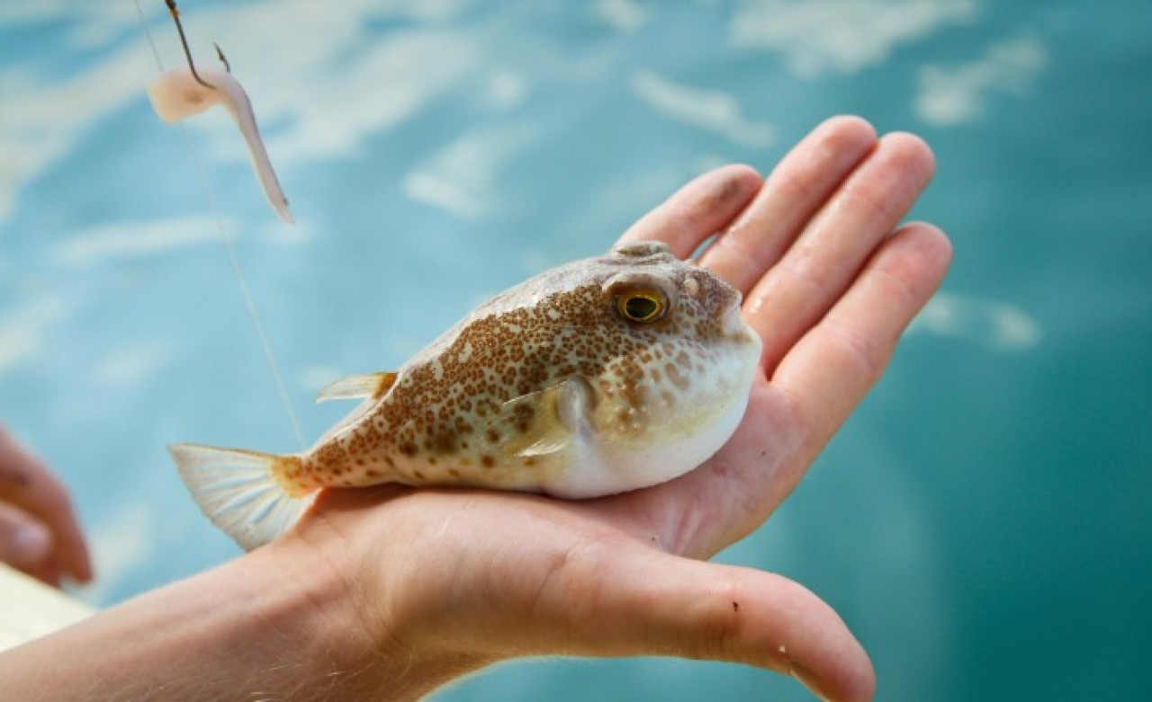Arkadaşının tuttuğu balon balığını yiyen Mehmet Berk öldü!