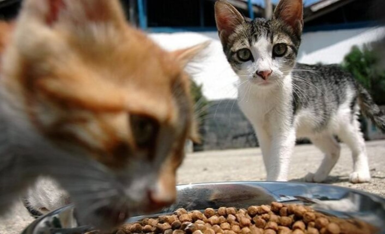 Aynı gün kedi köpek maması hızlı sipariş