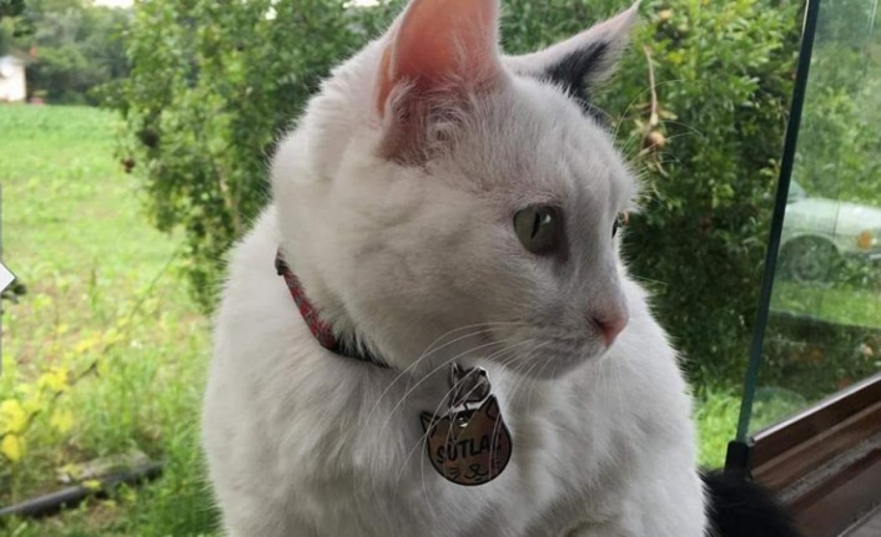 Bahçedeki kediyi silahla vurarak öldürdüler!