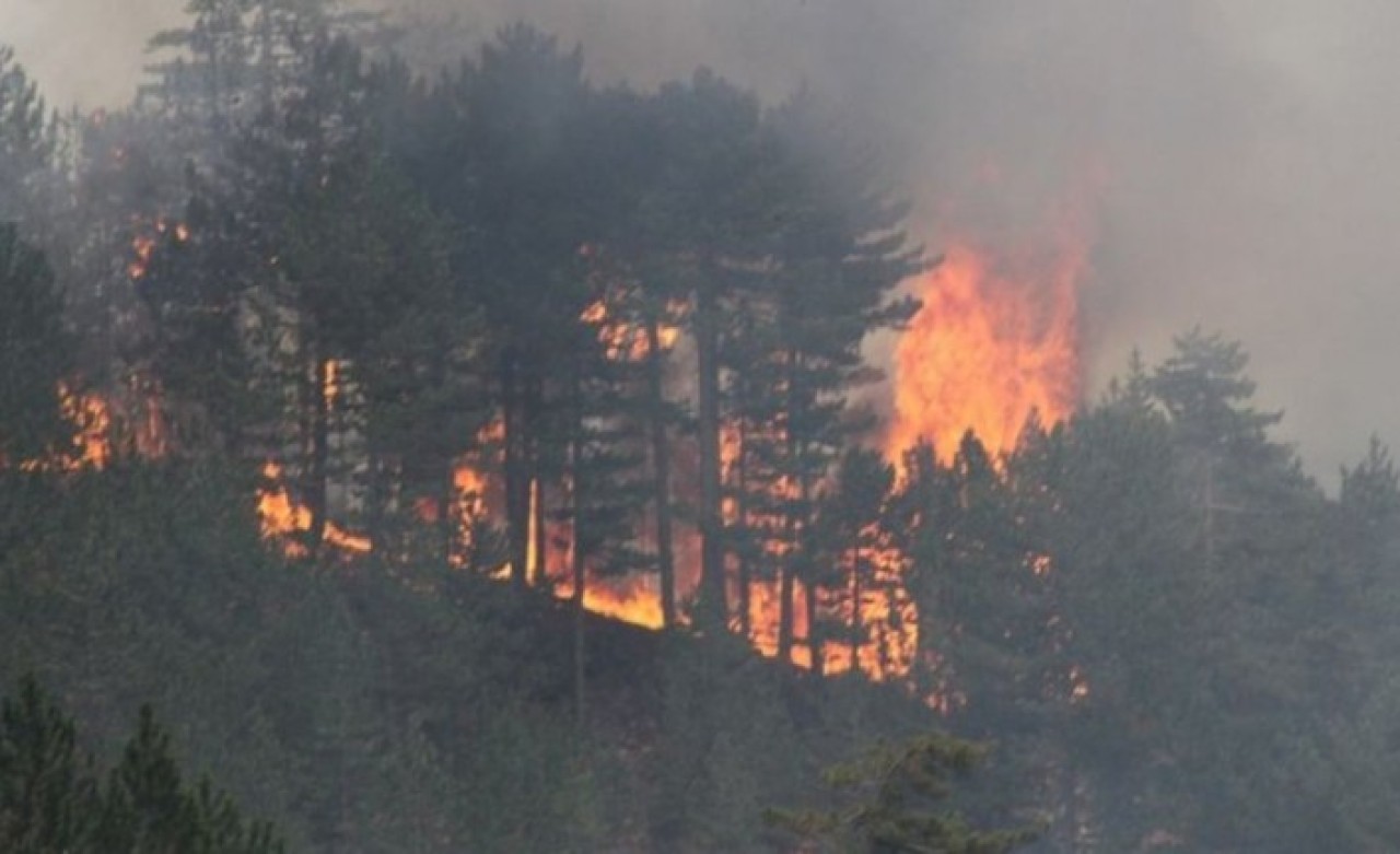 Beyşehir ormanları cayır cayır yanıyor!