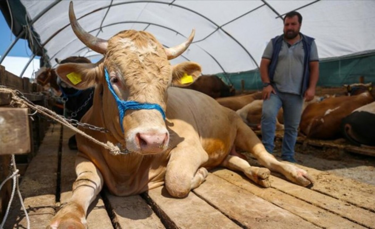 Bilim Kurulu Üyesi Tevfik Özlü'den flaş açıklama: 'Kurban etinden koronavirüs bulaşabilir'