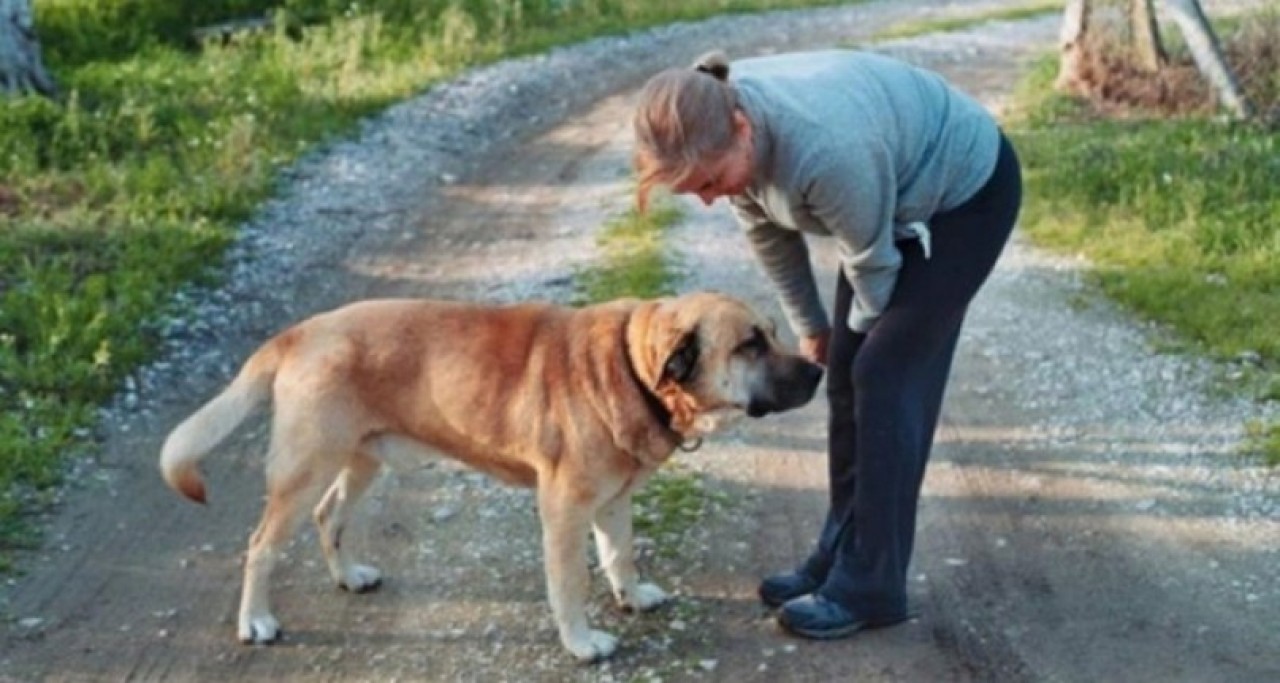 Emekli albay komşusunun köpeği Cesur'u vahşice öldürdü!