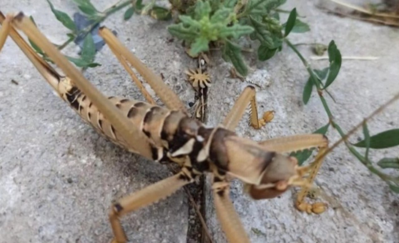 'Çağaboğan' bu kez Tunceli'de görüntülendi