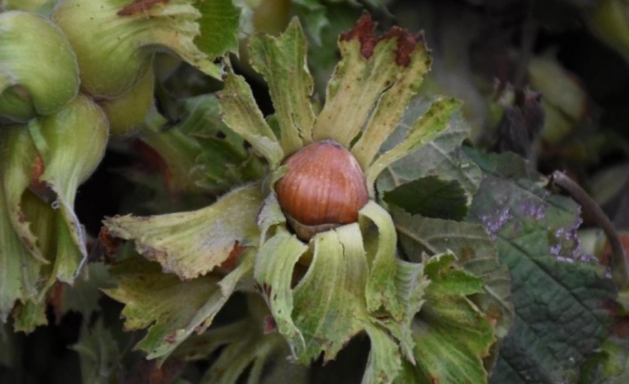 Fındık kavgası büyüyor: 28 liranın altında olmamalı!