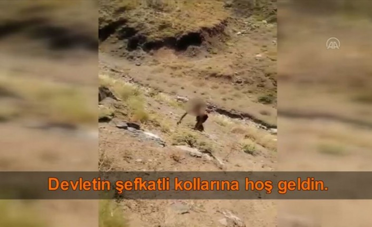 Hakkari'de bir teröristin teslim olma anı kameralara yansıdı