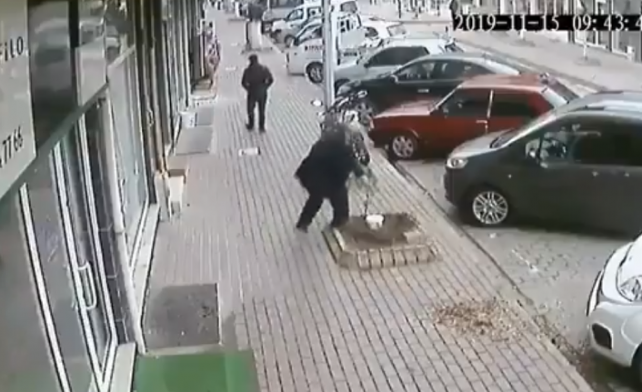 İnsan bunu neden yapar? Yaşlı adam durduk yere ağacı kökünden söktü!