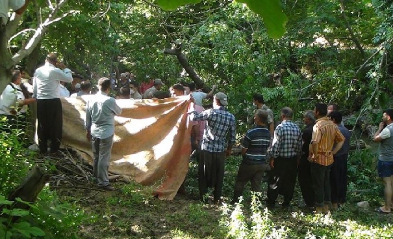 Kestiği ağacın altında kalan Şıho Sevindi öldü