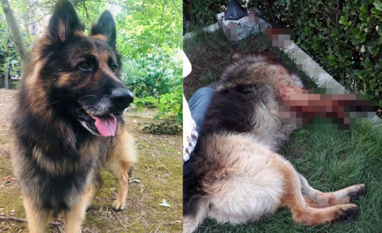 Komşusunun köpeğini tabancayla vurup öldürdü