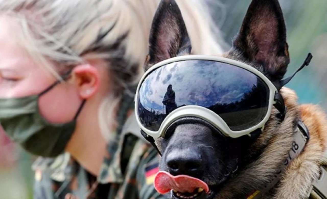 Köpeklerin koronavirüsün kokusunu alabildiği ortaya çıktı