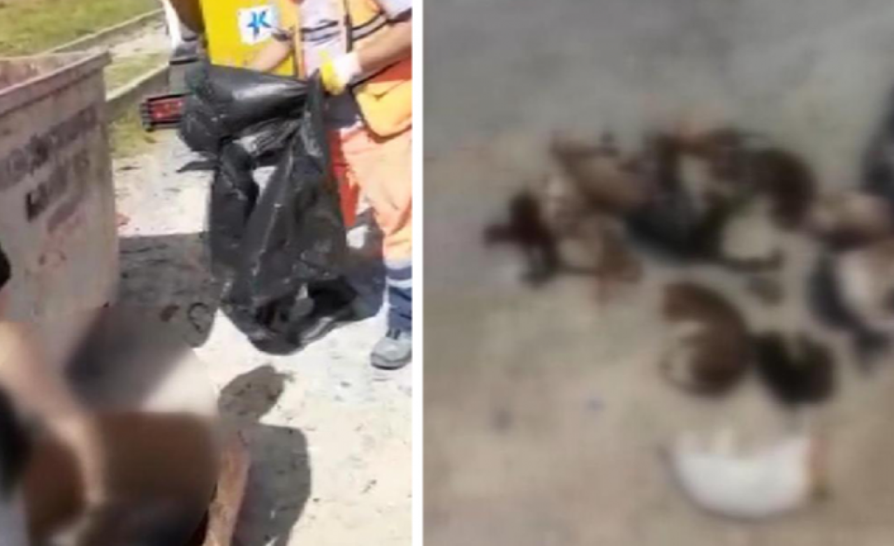Küçükçekmece'de 16 kedinin cansız bedeni çöp konteynerinde bulundu: Sosyal medya ayaklandı!