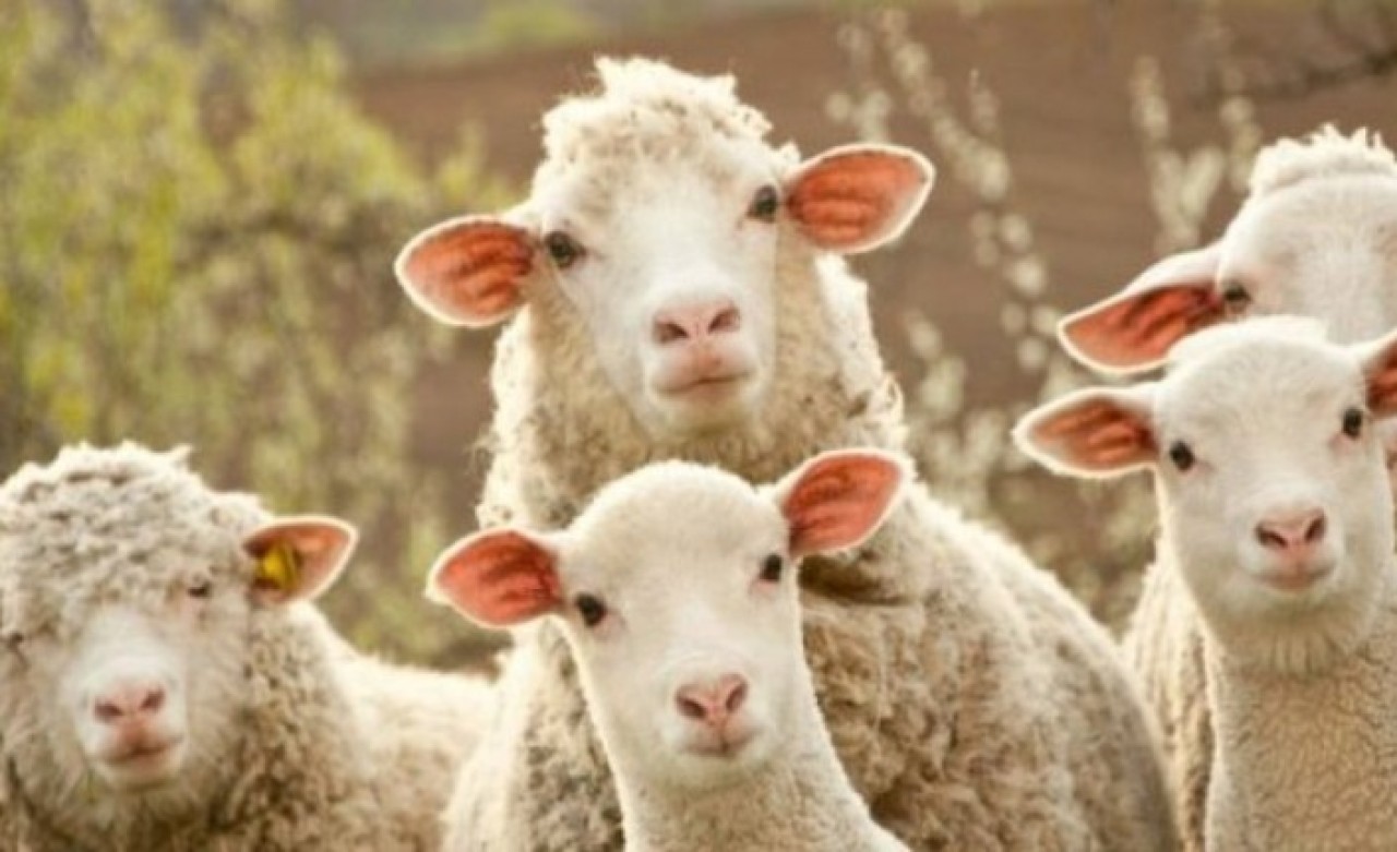 Kurban Bayramı'na yeni sistem: Artık hiçbir şey eskisi gibi olmayacak!