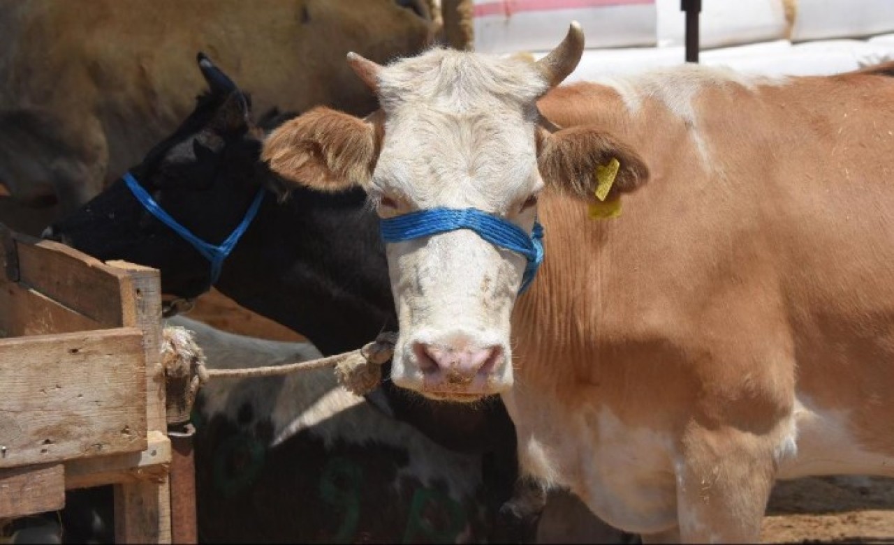 Kurbanda çirkin oyun: Bu nasıl insanlık!
