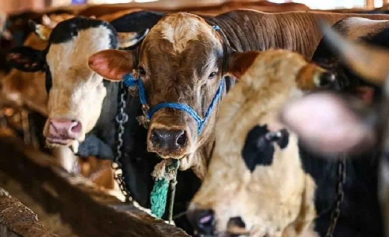 Kurbanlıklar perşembe gününden itibaren İstanbul'a giriş yapacak