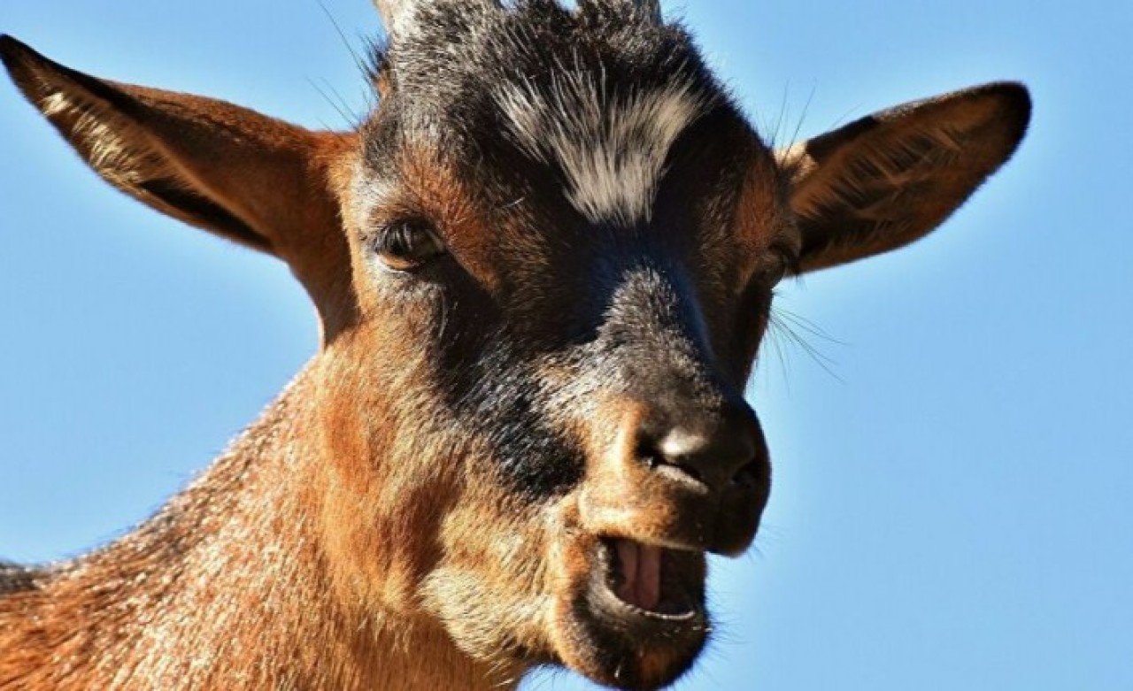 Maske takmayan keçi gözaltına alındı