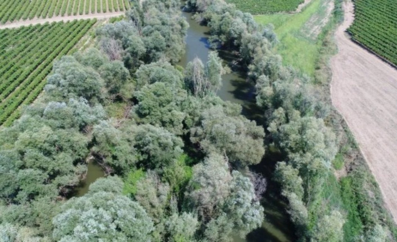 Nehrin ortasındaki adacıkta zehir bahçesi! Drone ile tespit edildi