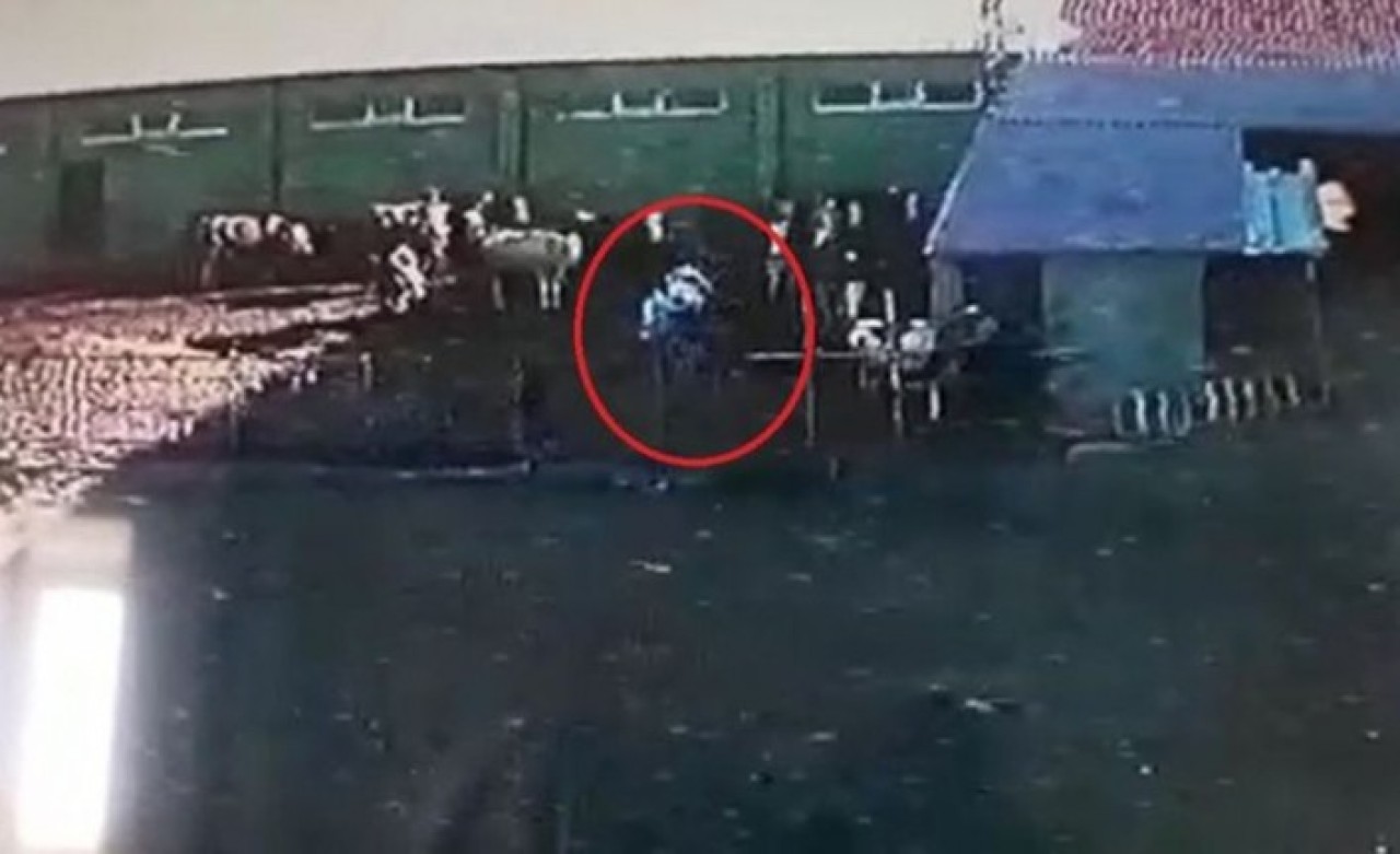 Öfkeli boğa saldırısı kamerada: Hacı Salih Genç öldü