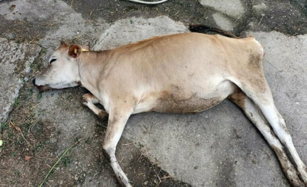 Sakarya'da büyükbaş hayvan ölümleri tedirgin etti: Mera kapatıldı!