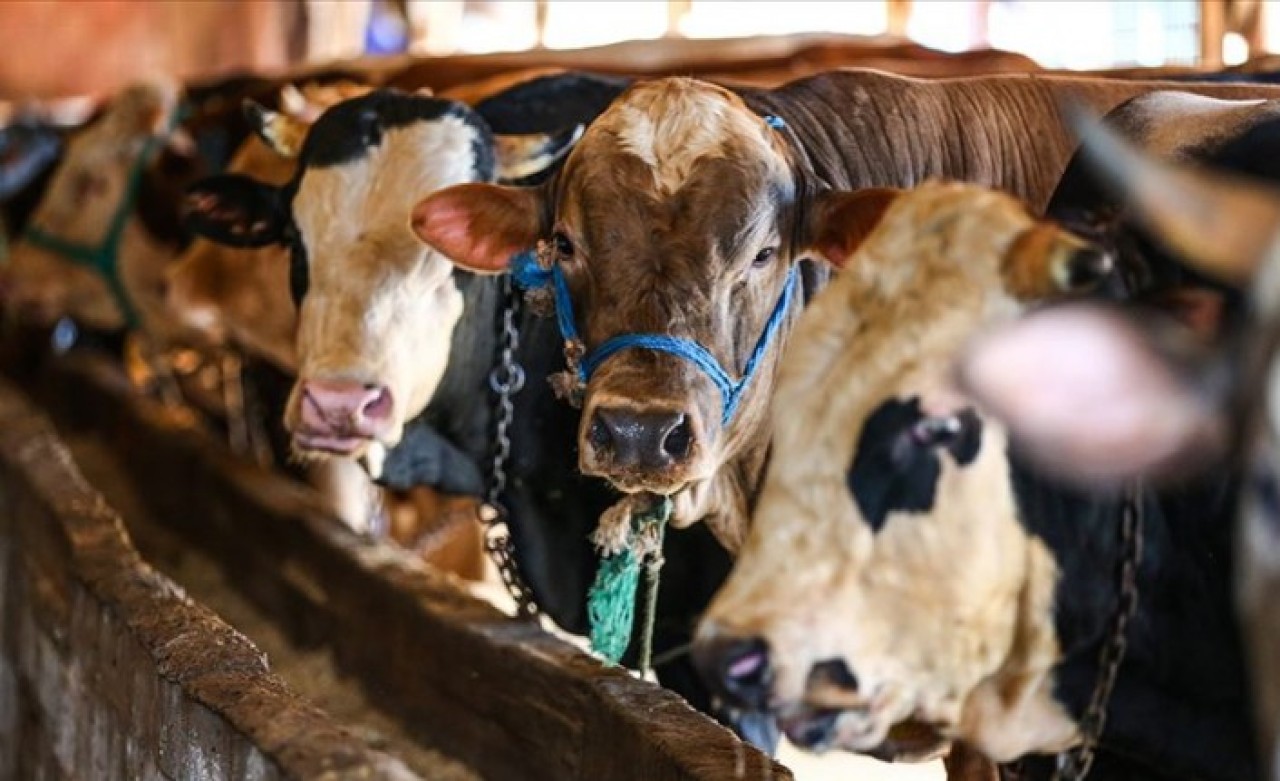 TZOB Başkanı Şemsi Bayraktar büyükbaş ve küçükbaş kurbanlık fiyatlarını açıkladı