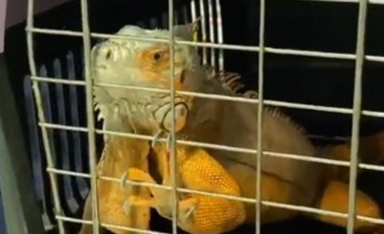 Üsküdar'da 125 santimlik dev iguana bulundu