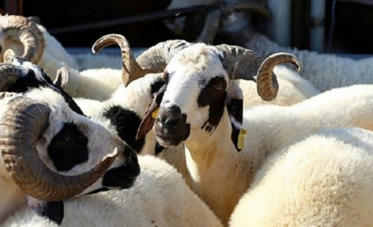Üzerine koyun yünü yapıştırılan keçiyi kurbanlık koyun diye sattılar