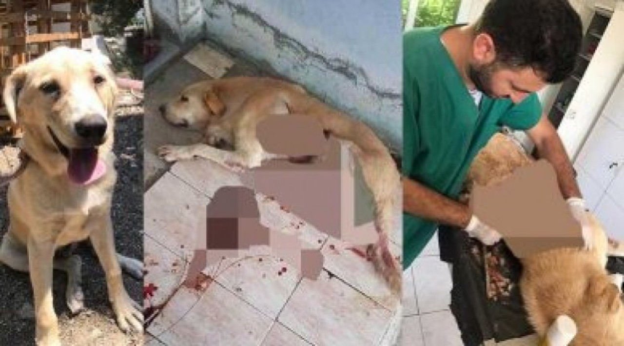 Yok böyle vahşet: Yaraladığı köpeği serbest kalınca öldürdü