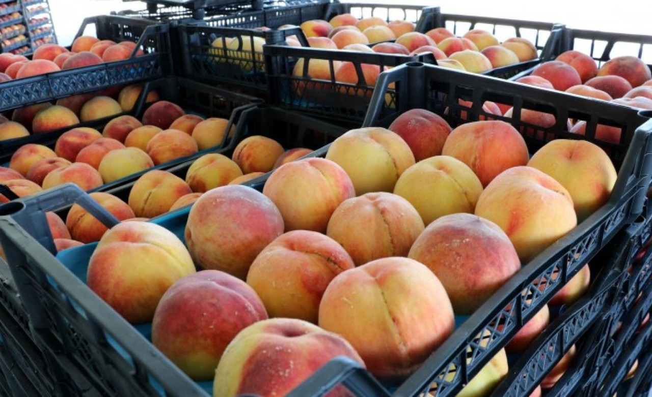 ABD'den ithal edilen şeftalide Salmonella virüsü endişesi!